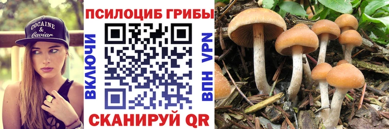 Галлюциногенные грибы Psilocybine cubensis  кракен онион  Тогучин 